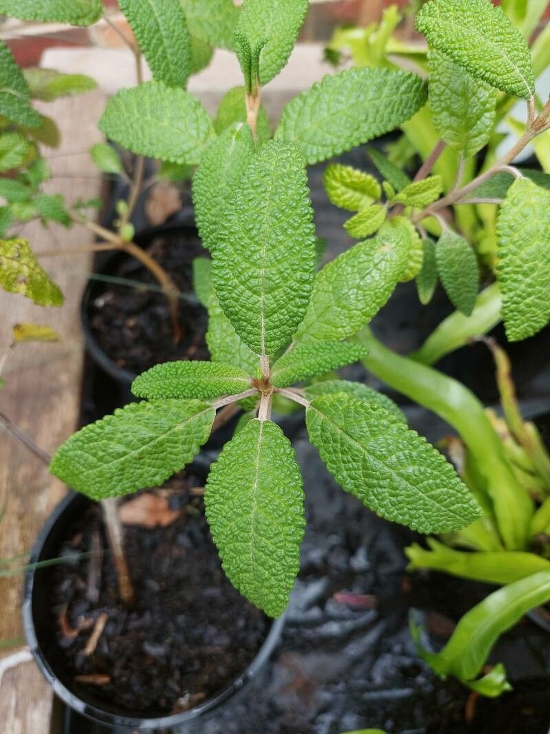 Salvia corrugata — houseplant care guide