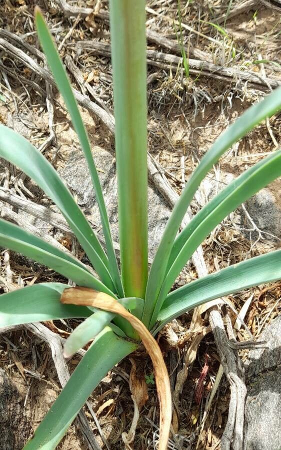 Hieronymiella argentina — houseplant care guide