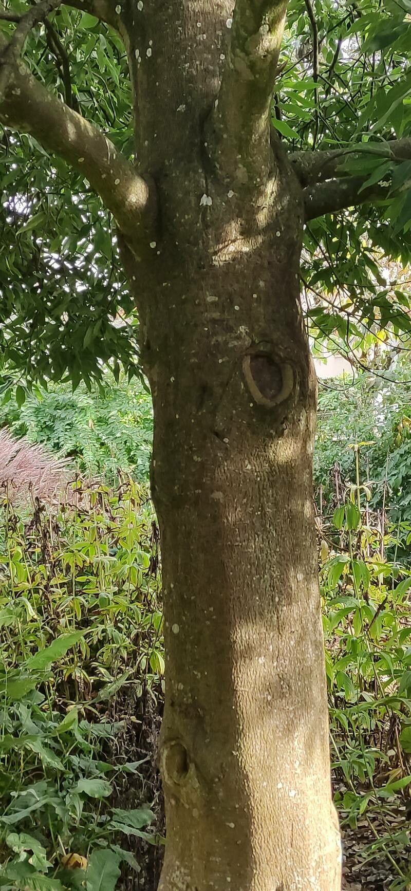 Quercus myrsinifolia bark