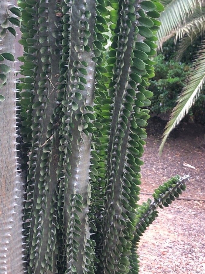 Alluaudia procera — cacti and succulents houseplant