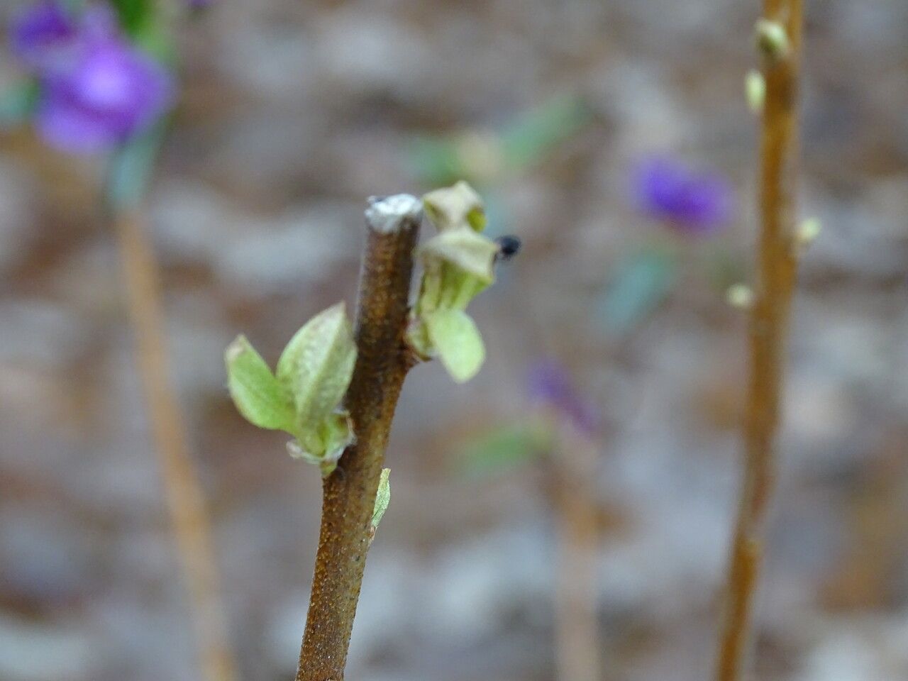 Rhododendron dauricum leaf