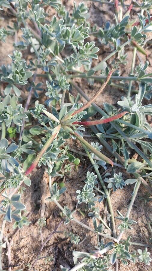 Lotus creticus fruit
