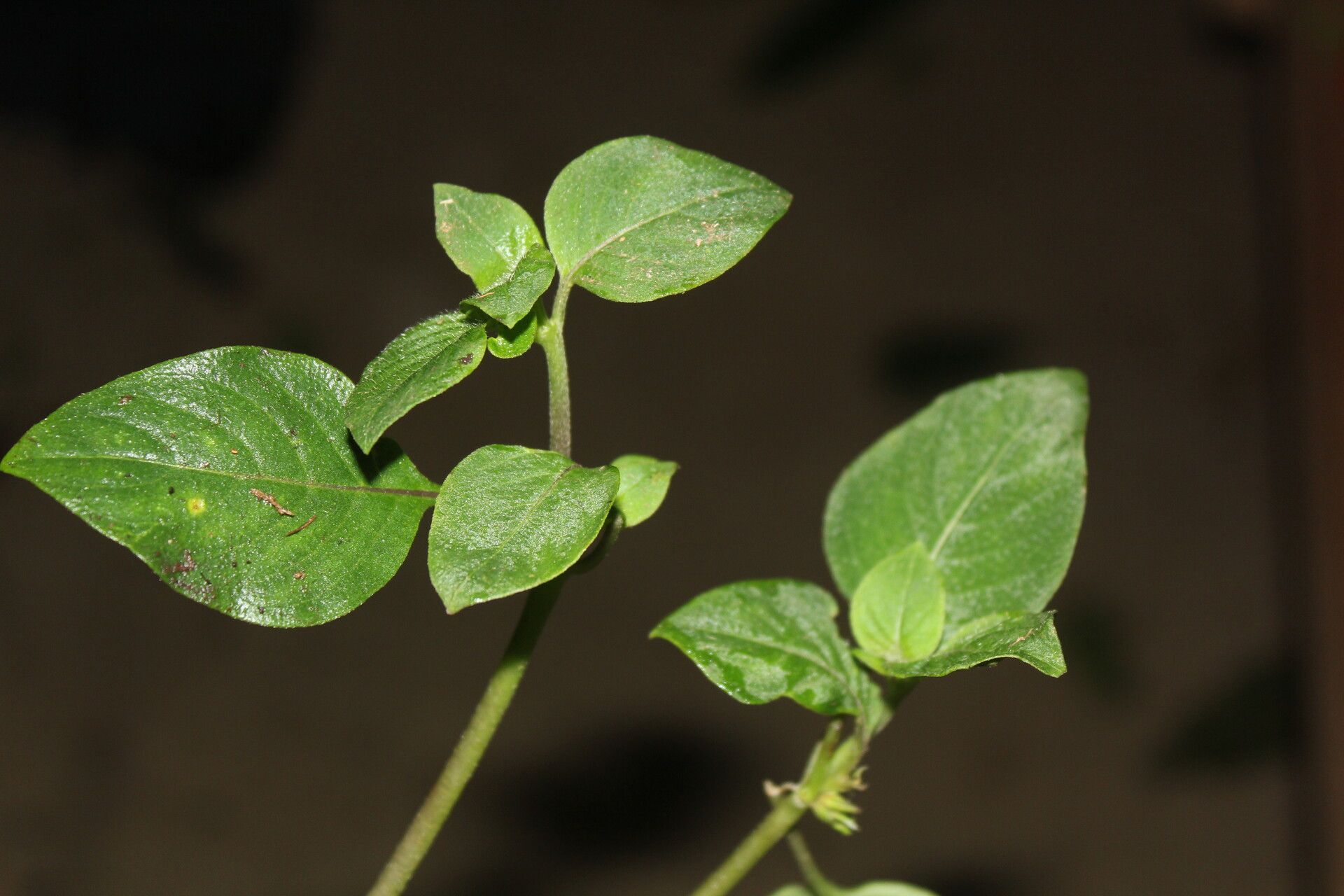 Coccocypselum hispidulum — houseplant care guide