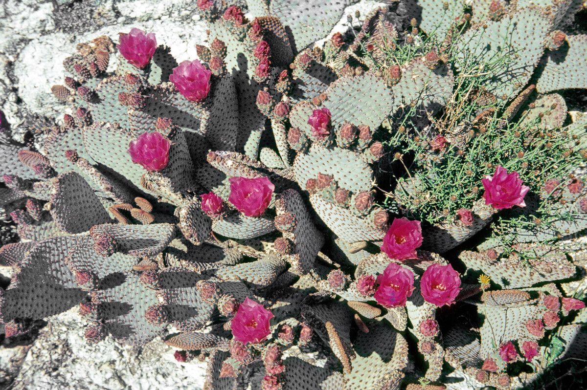 Opuntia basilaris flower