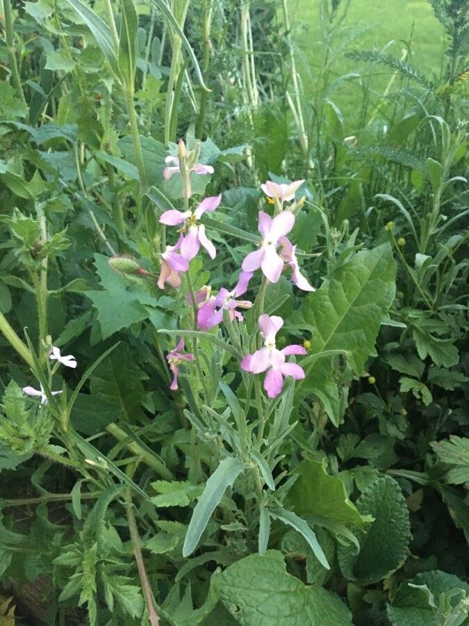 Matthiola longipetala flower