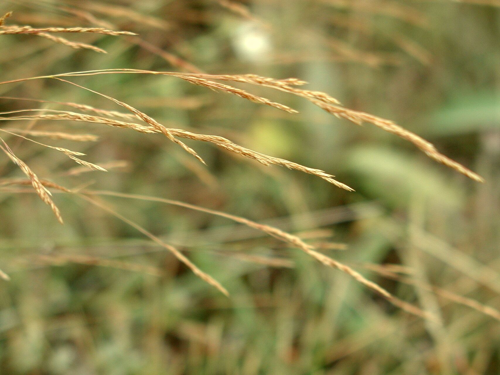Agrostis castellana flower