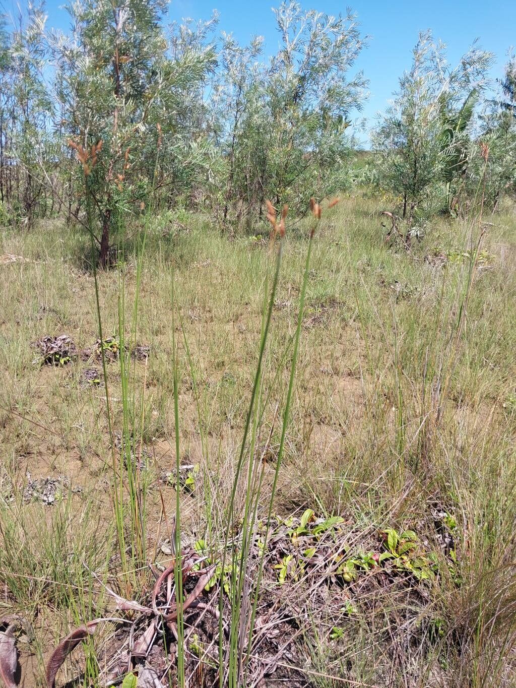 Fimbristylis ferruginea habit