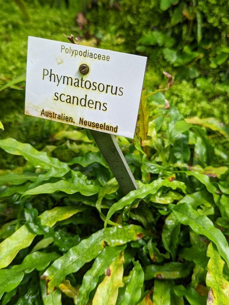 Phymatosorus scandens other