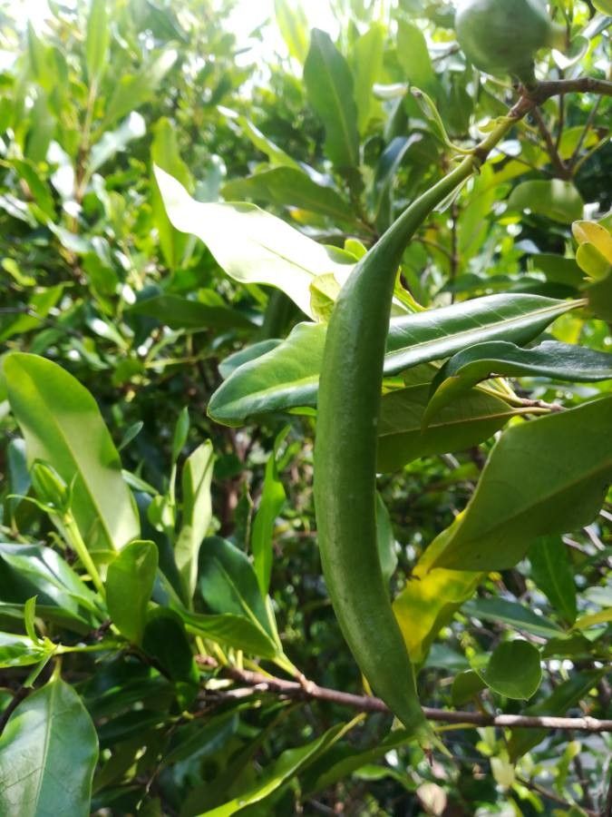 Atractocarpus platyxylon fruit