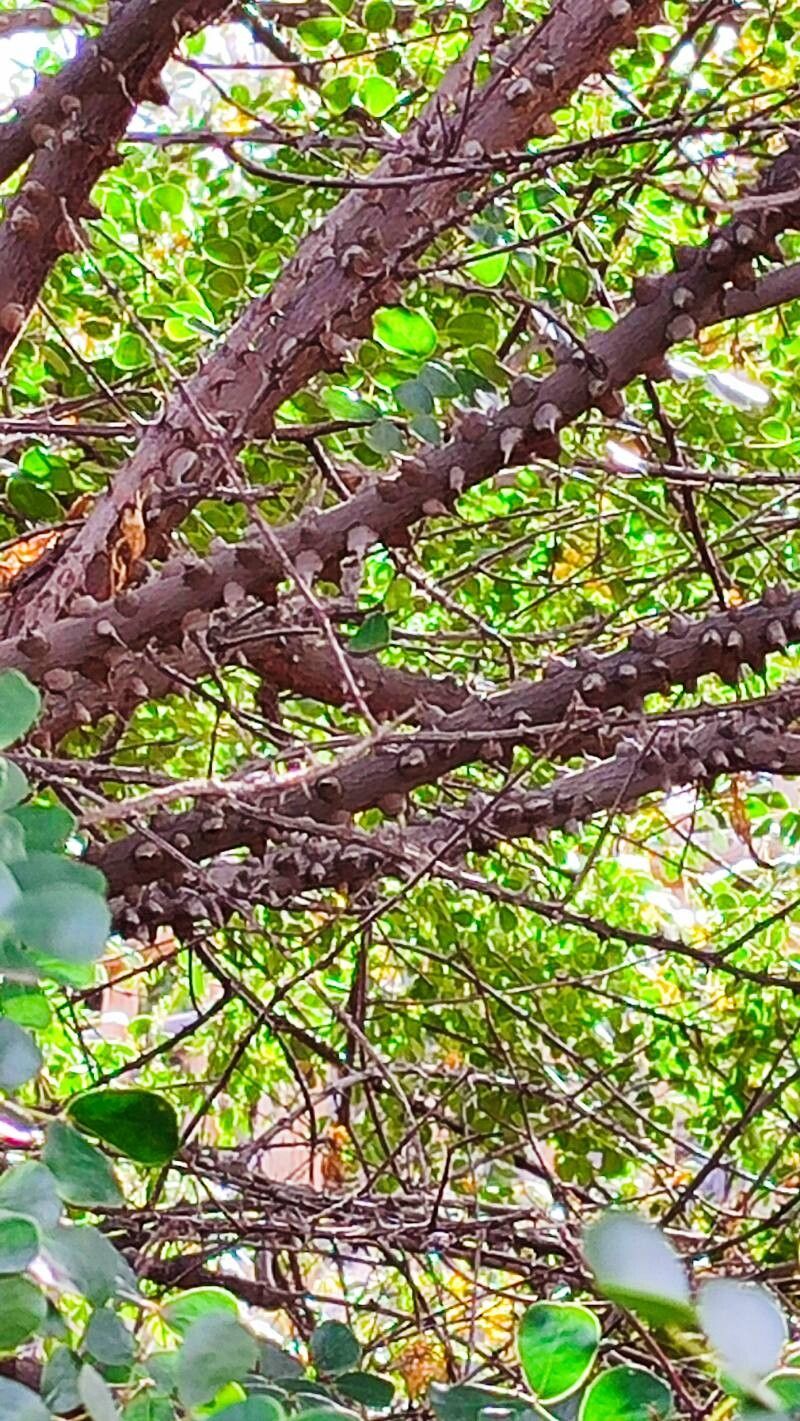 Caesalpinia vesicaria bark