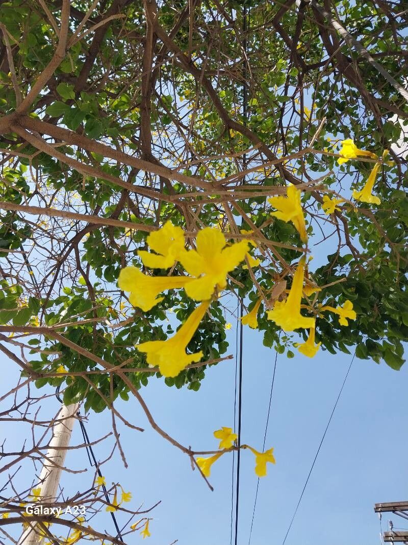 Handroanthus lapacho flower