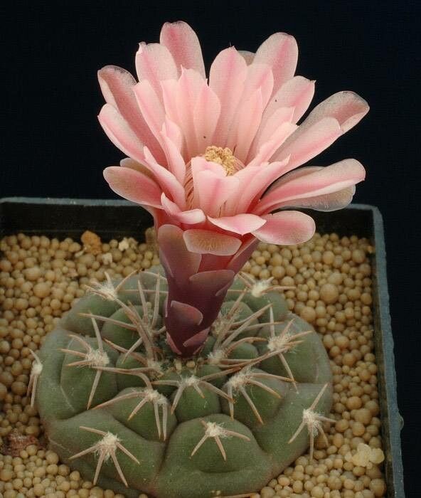 Gymnocalycium glaucum — search result for 'Gymnocalycium'