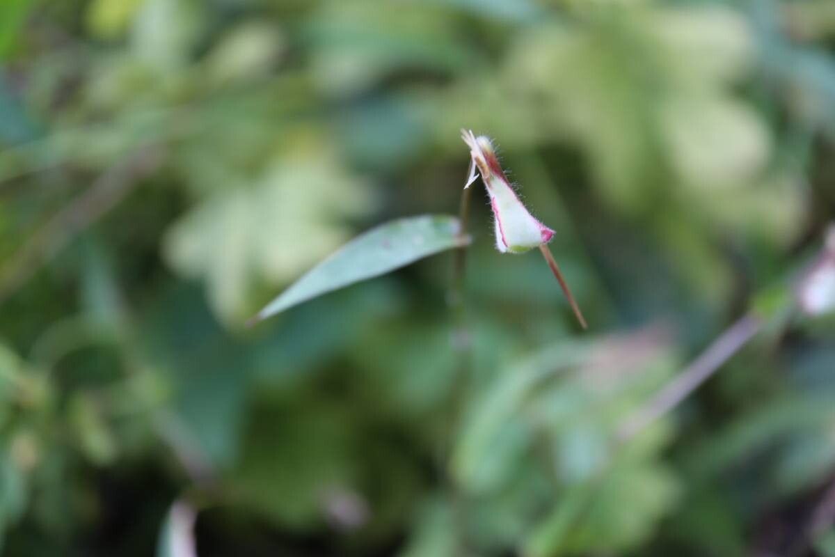 Thuarea perrieri flower