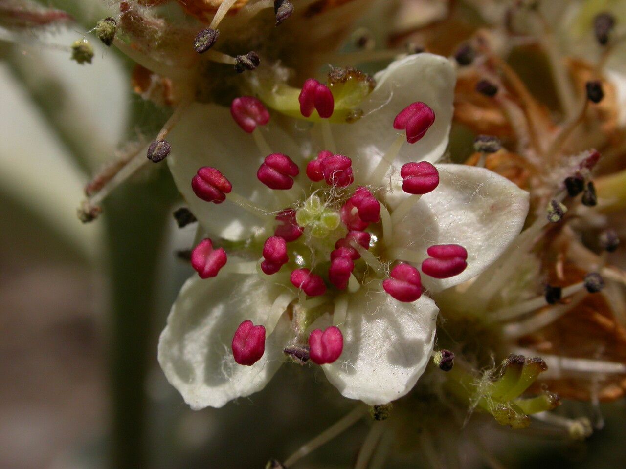 Sorbus sharmae — houseplant care guide