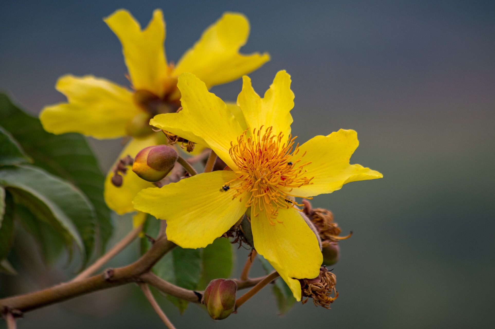 Cochlospermum angolense — related species from the same genus