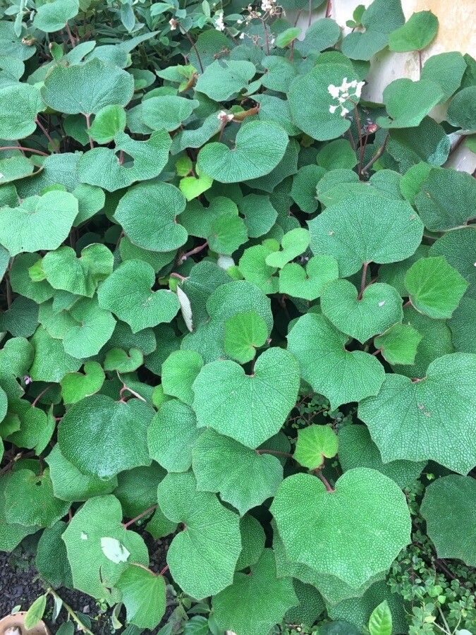 Begonia saxifraga habit