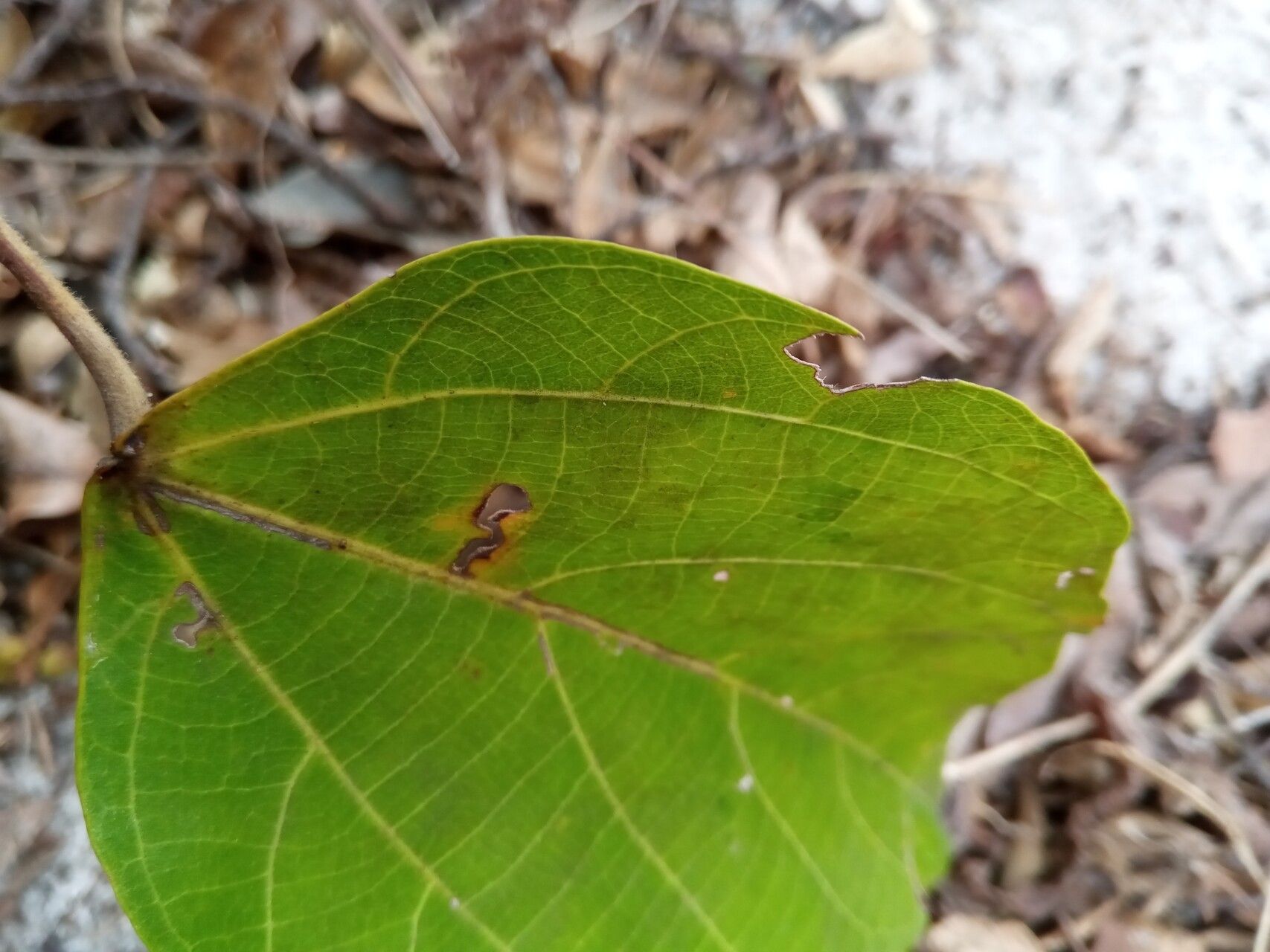 Macaranga obovata leaf