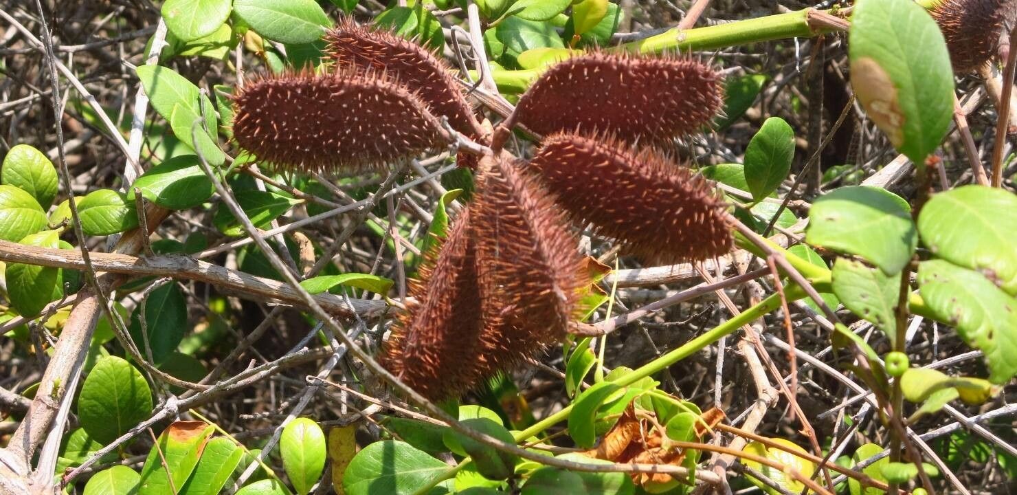 Caesalpinia bonduc fruit