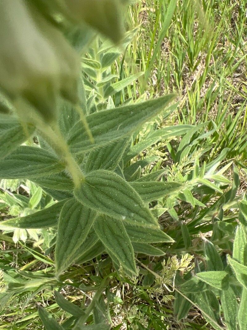 Lithospermum molle leaf