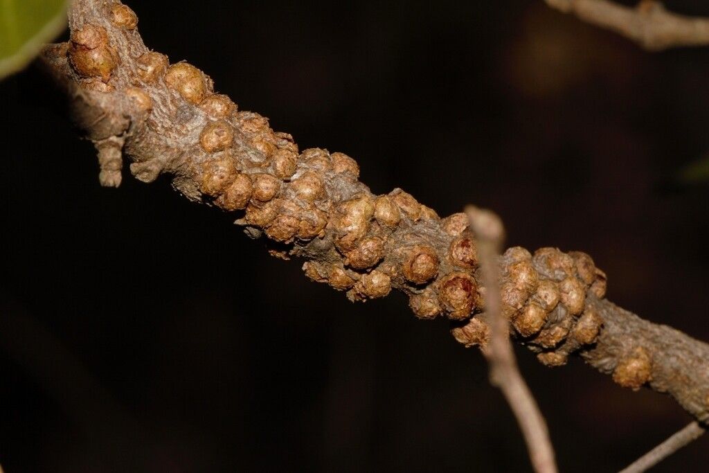 Pilostyles aethiopica bark