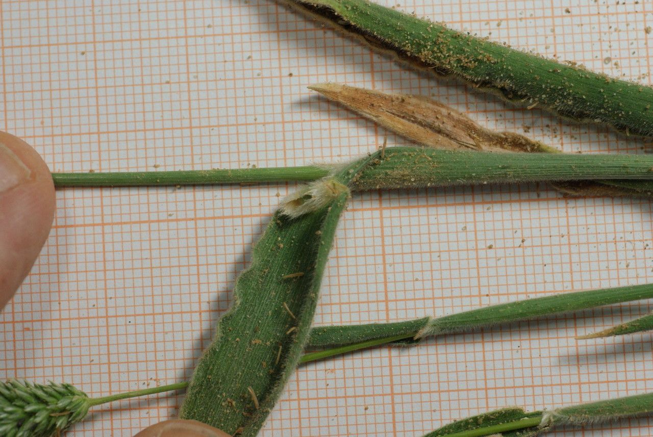 Rostraria litorea bark