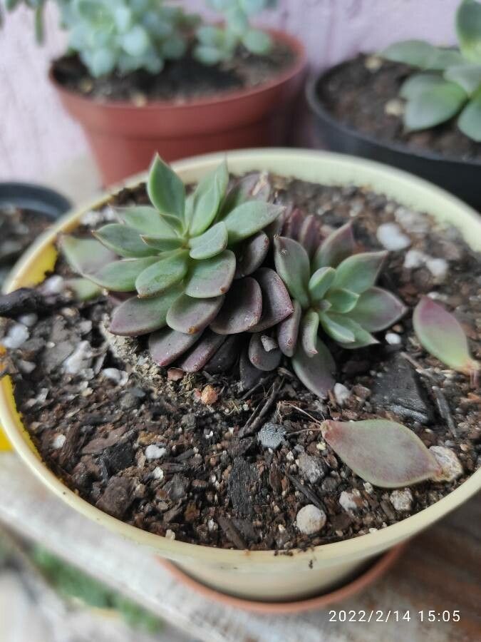 Sinocrassula indica — related species from the same genus