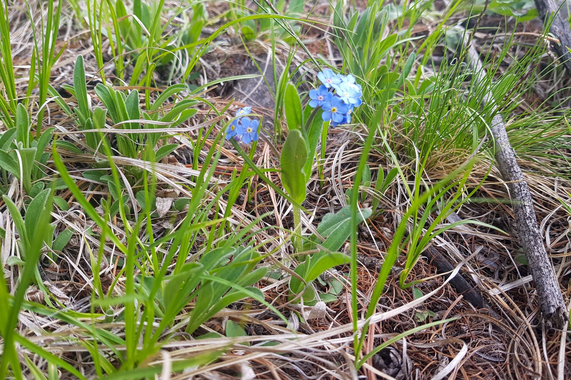 Myosotis imitata — houseplant care guide