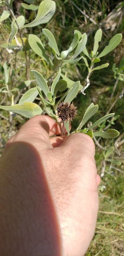 Borrichia frutescens fruit
