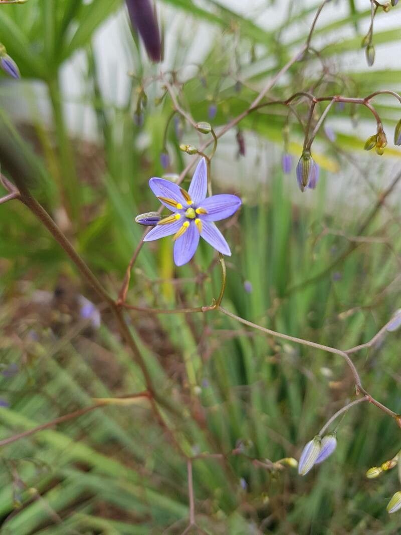 Dianella revoluta flower