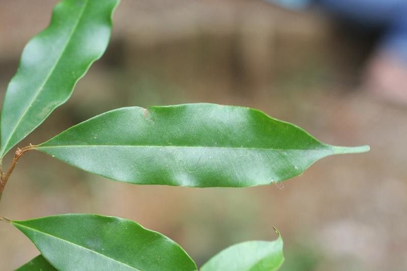 Chrysophyllum argenteum — related species from the same genus