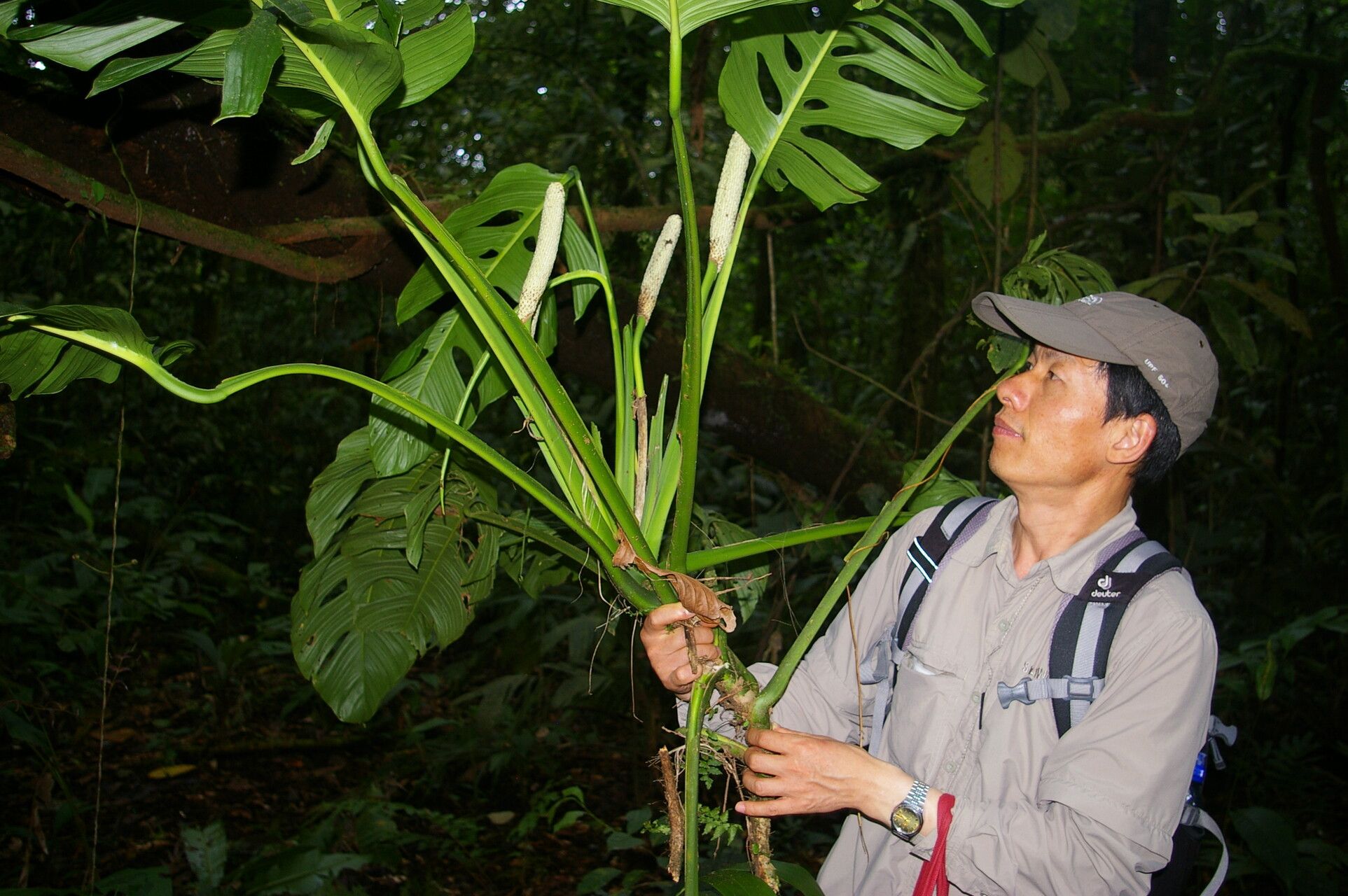 Monstera oreophila habit