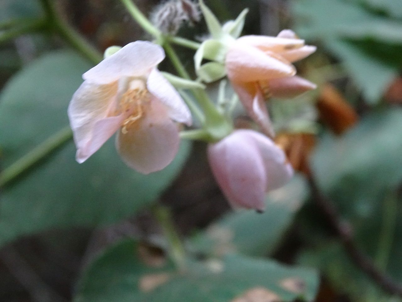 Dombeya burgessiae flower