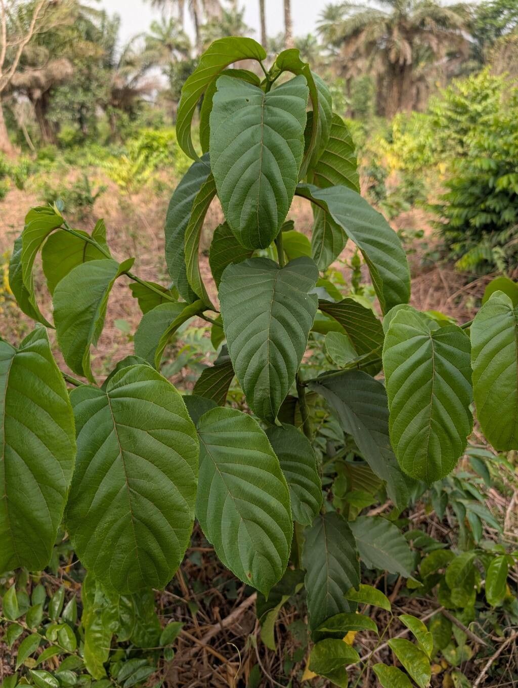Milicia regia — related species from the same genus