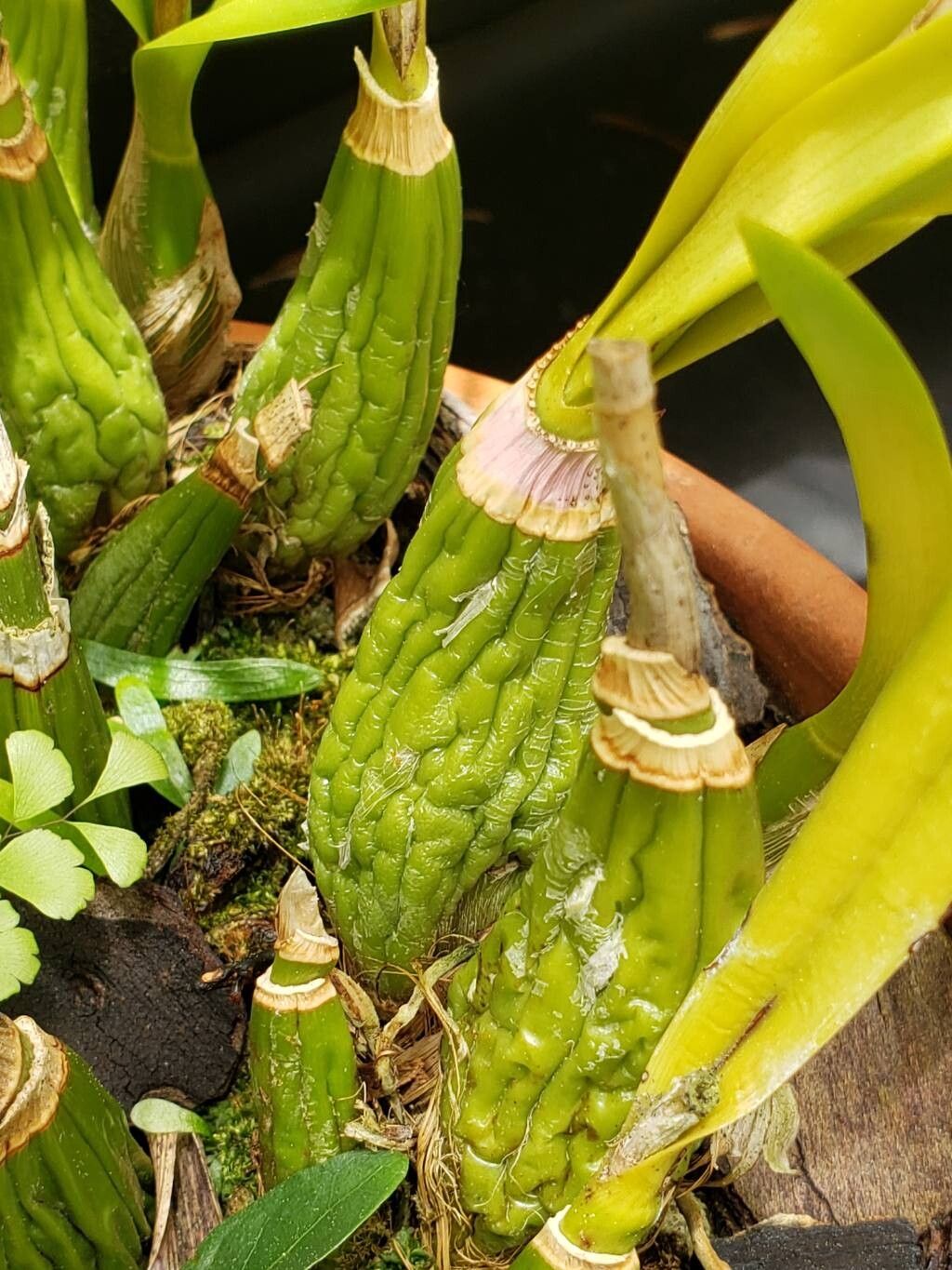 Encyclia plicata other