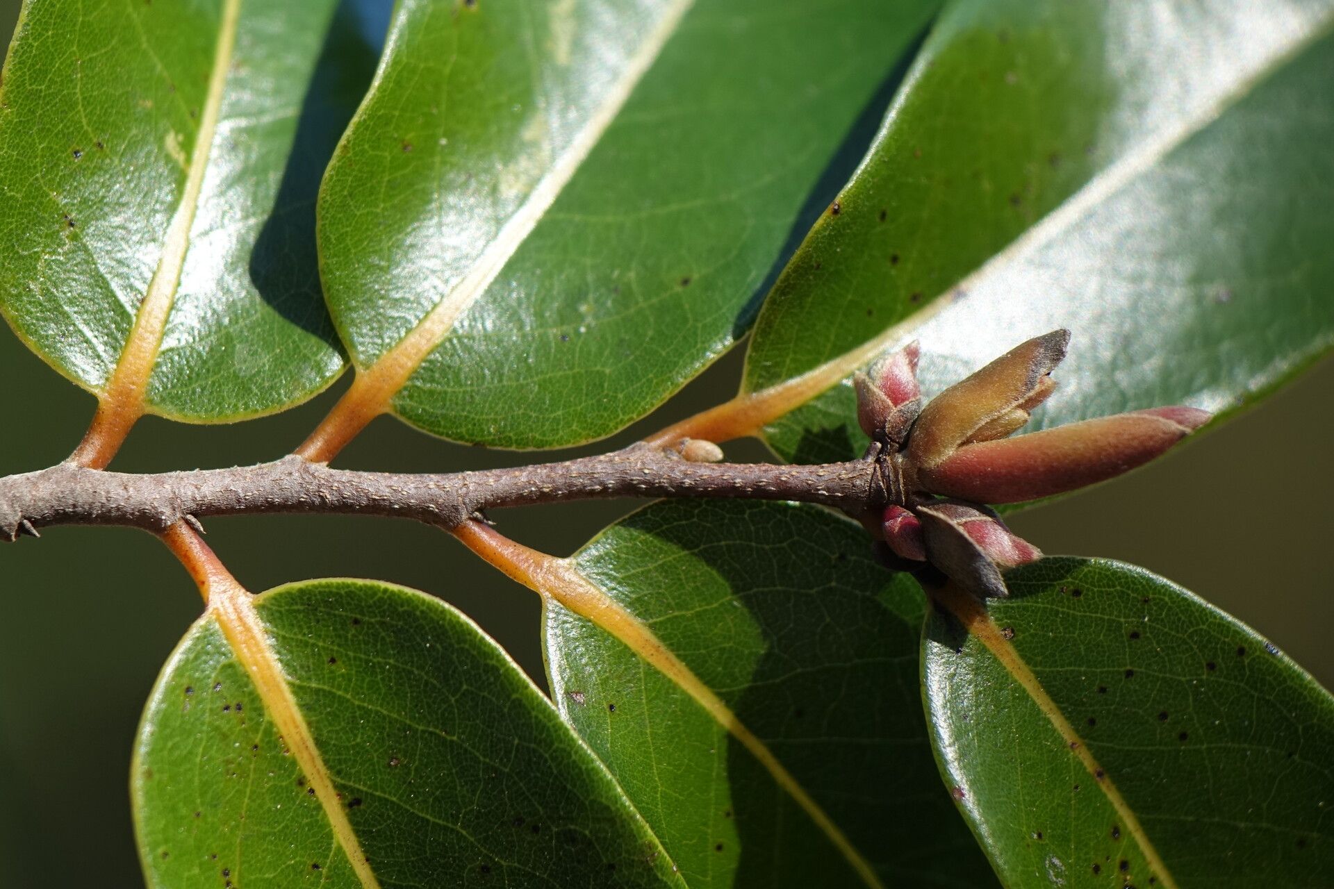 Xylopia sericolampra leaf