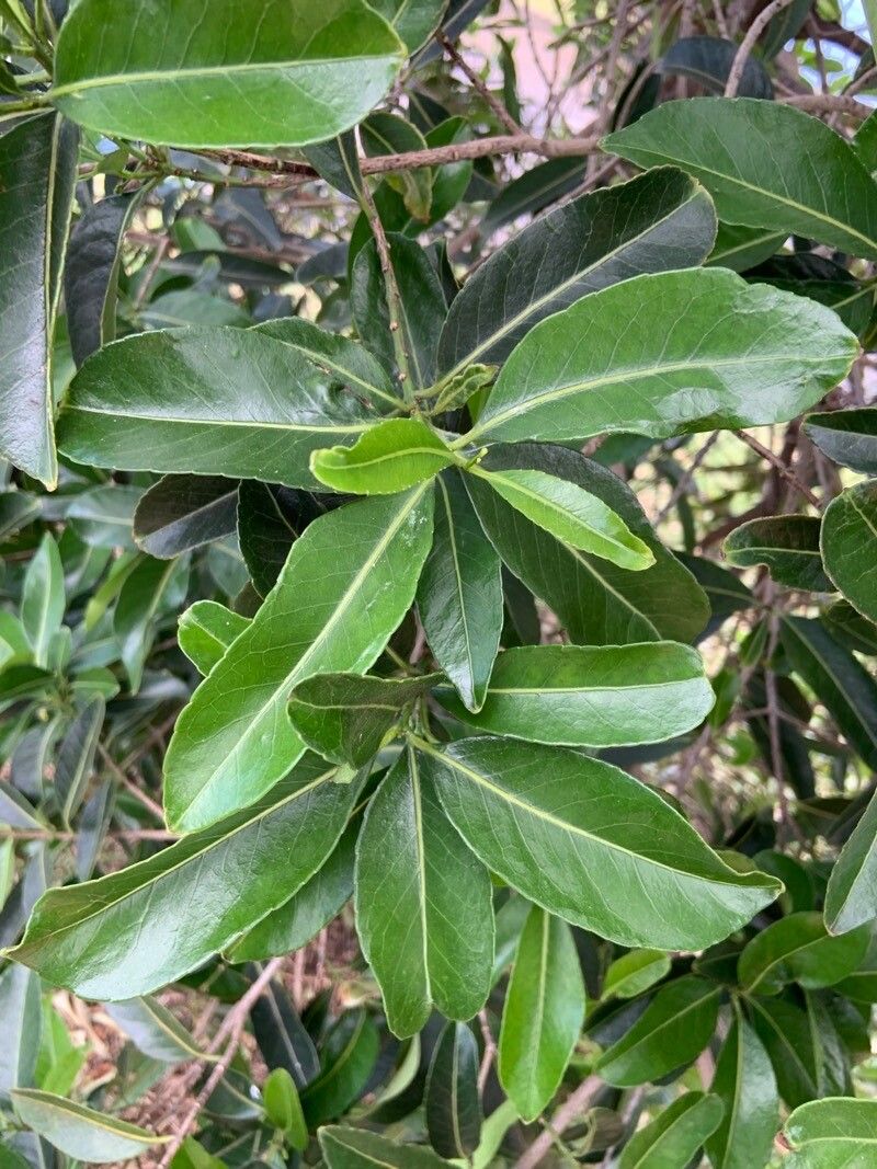 Cassine orientalis — search result for 'Celastraceae'