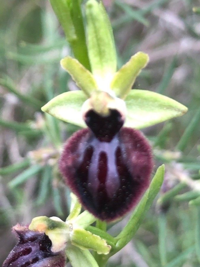 Ophrys incubacea flower
