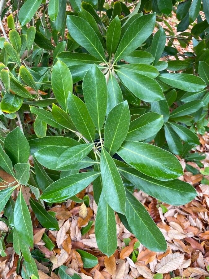 Lithocarpus edulis leaf