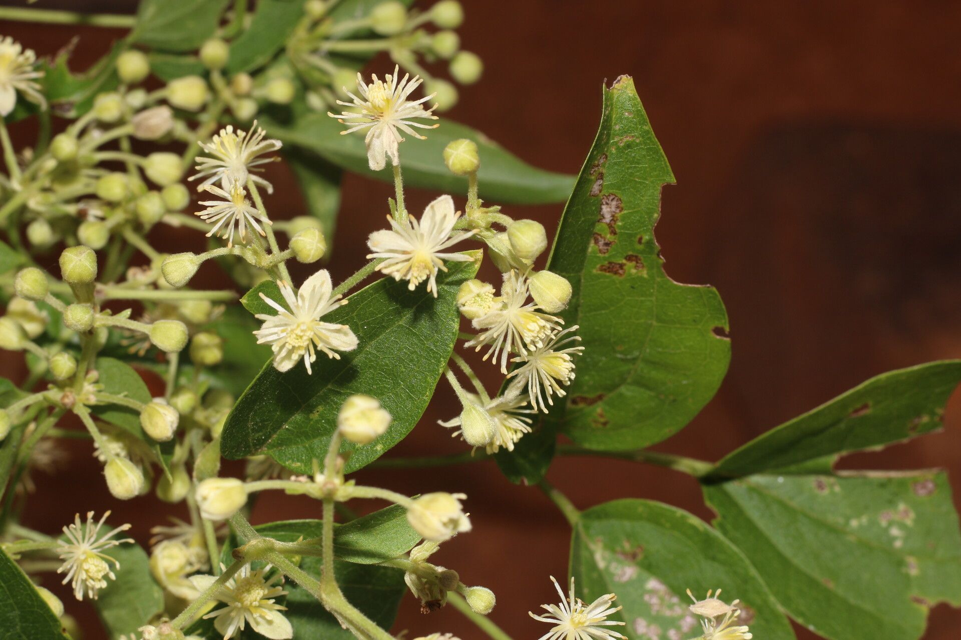 Clematis acapulcensis