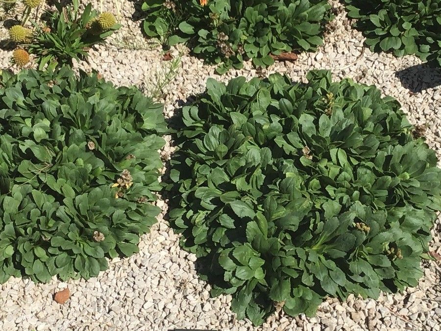 Penstemon procerus — search result for 'Penstemon'