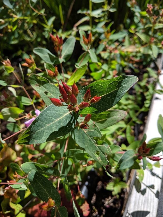 Triadenum virginicum fruit