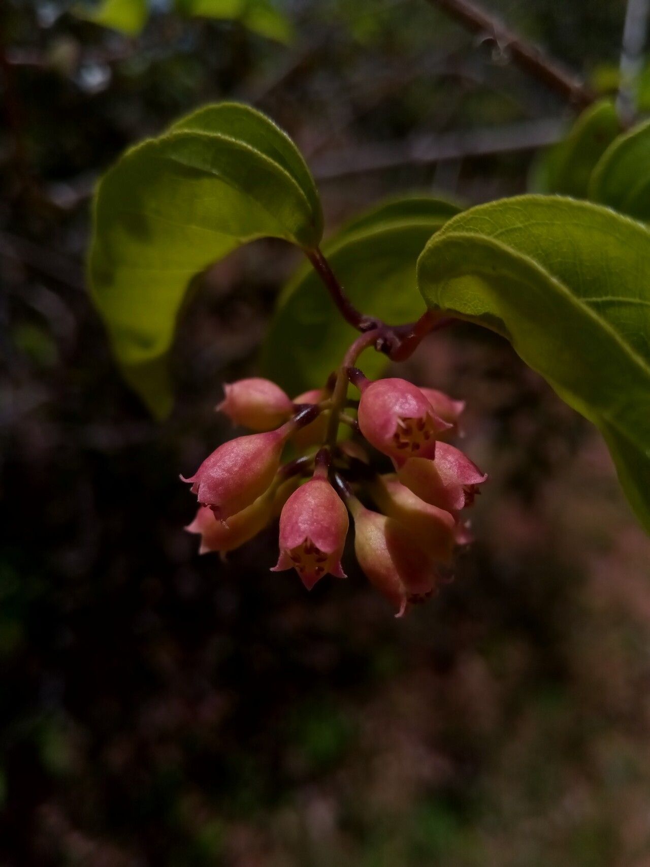 Combretum subumbellatum flower