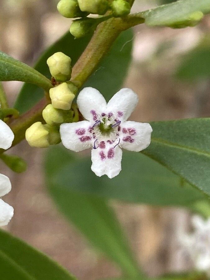 Myoporum insulare flower