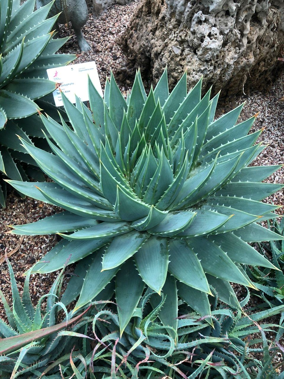 Aloe polyphylla habit