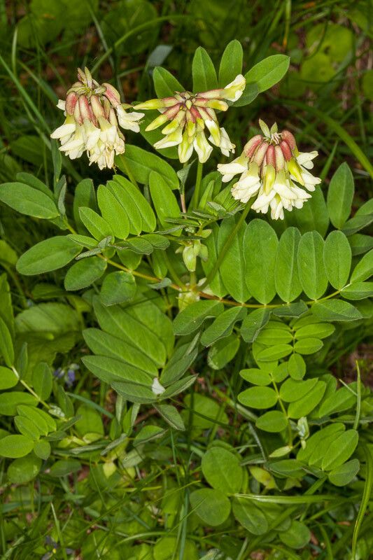Astragalus frigidus leaf