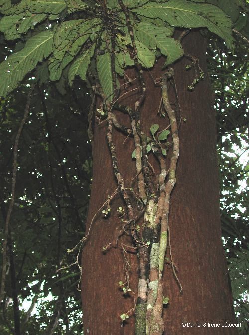 Atractocarpus longistipitatus bark