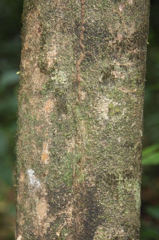Casearia pitumba bark