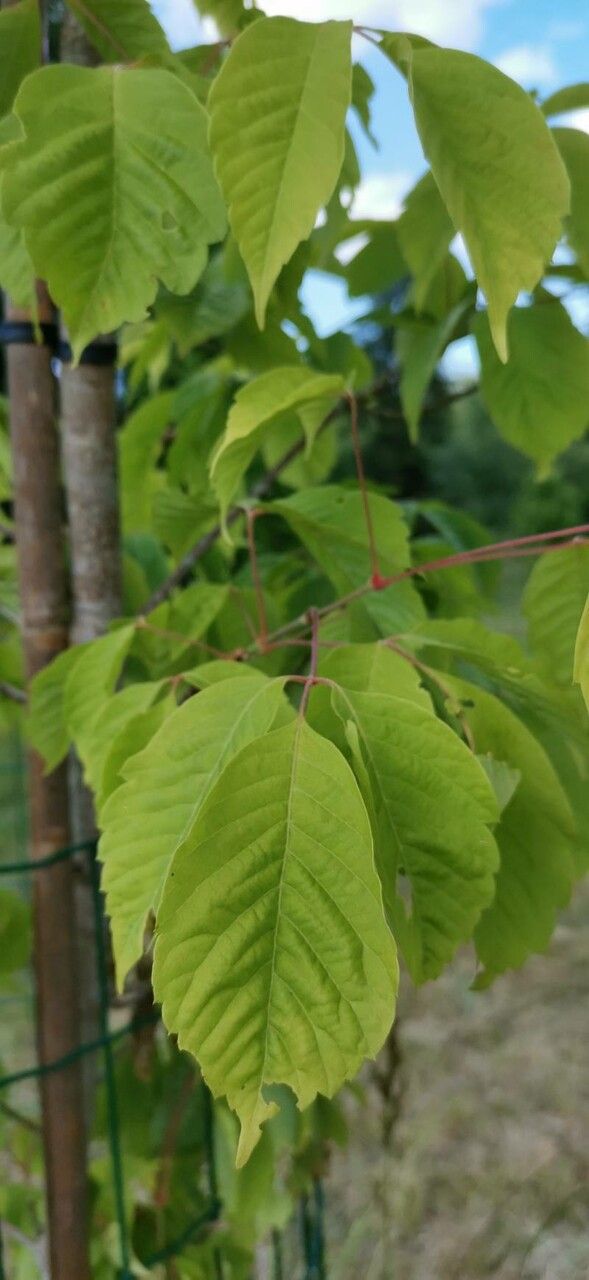Acer henryi — search result for 'Acer'