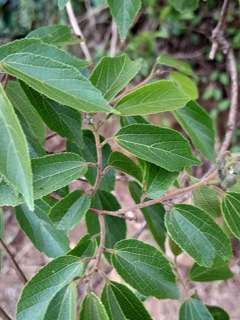 Grewia rhomboides — houseplant care guide