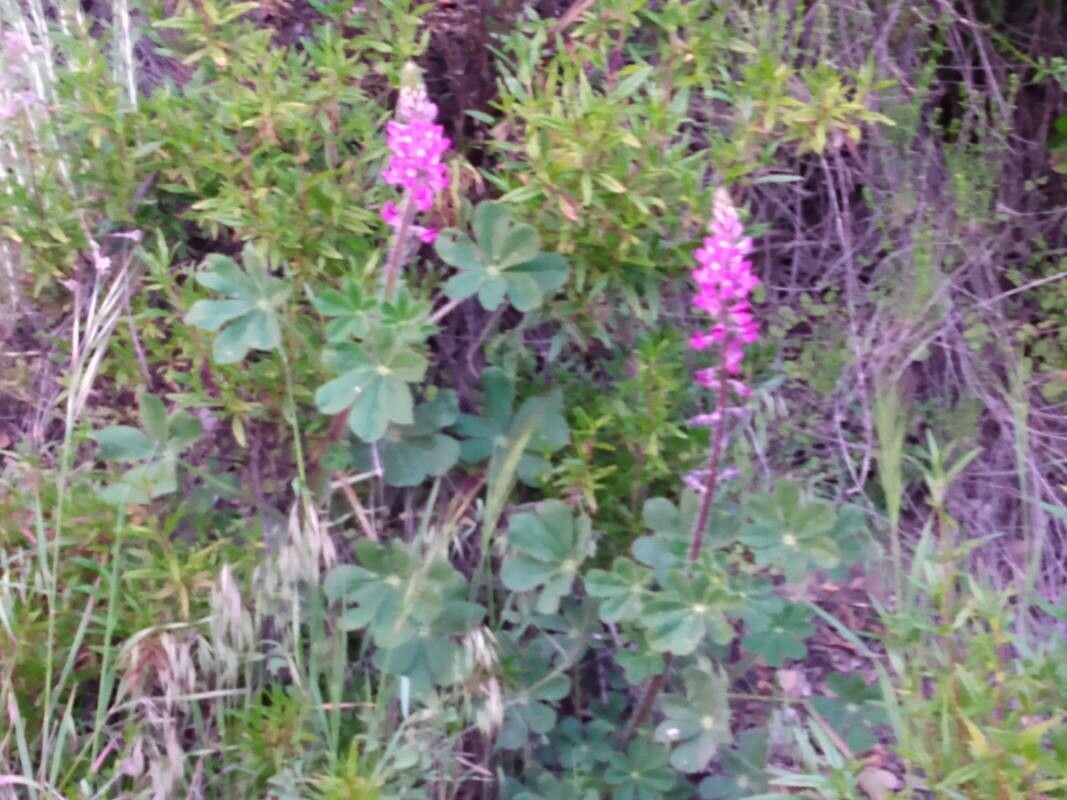 Lupinus hirsutissimus flower